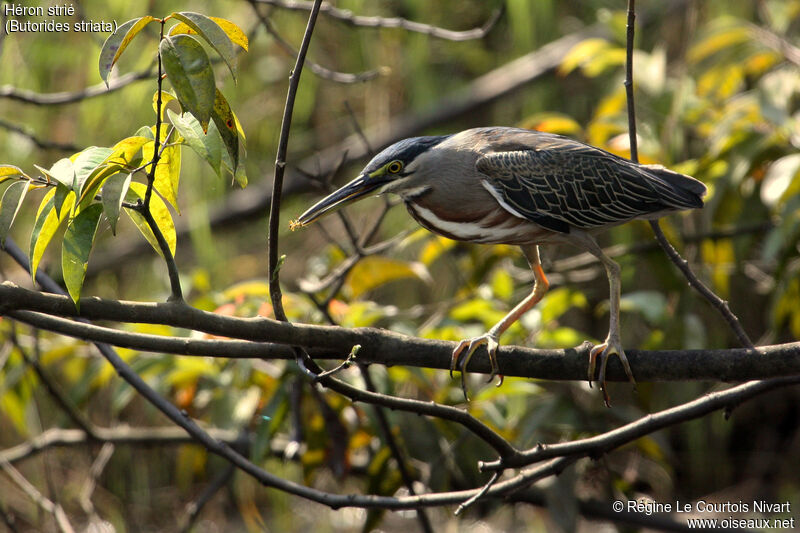 Striated Heron, fishing/hunting