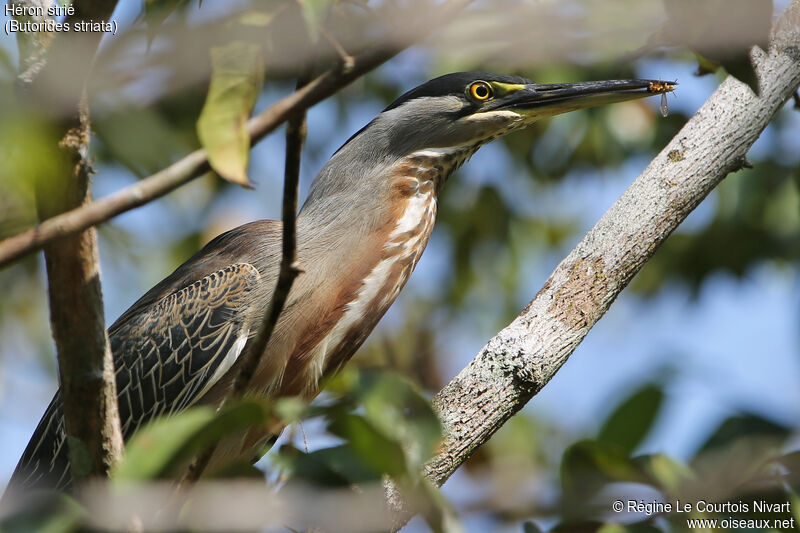 Striated Heron