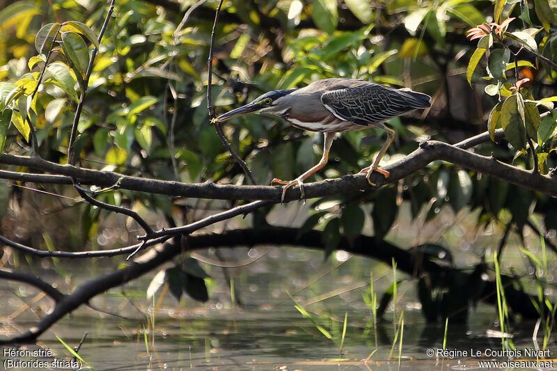 Striated Heron