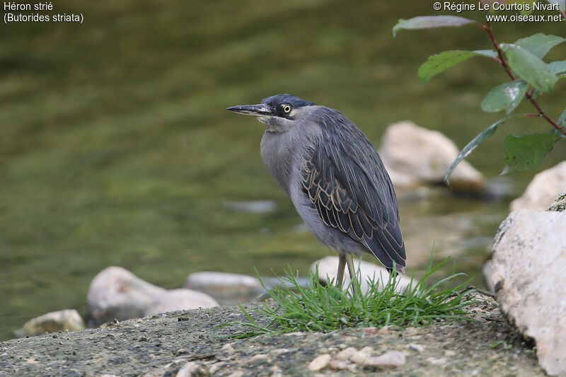 Striated Heron