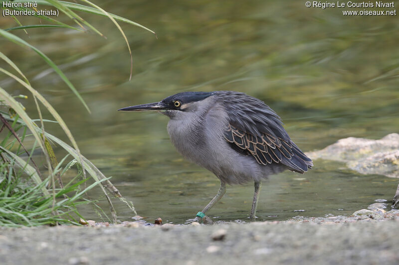 Striated Heron