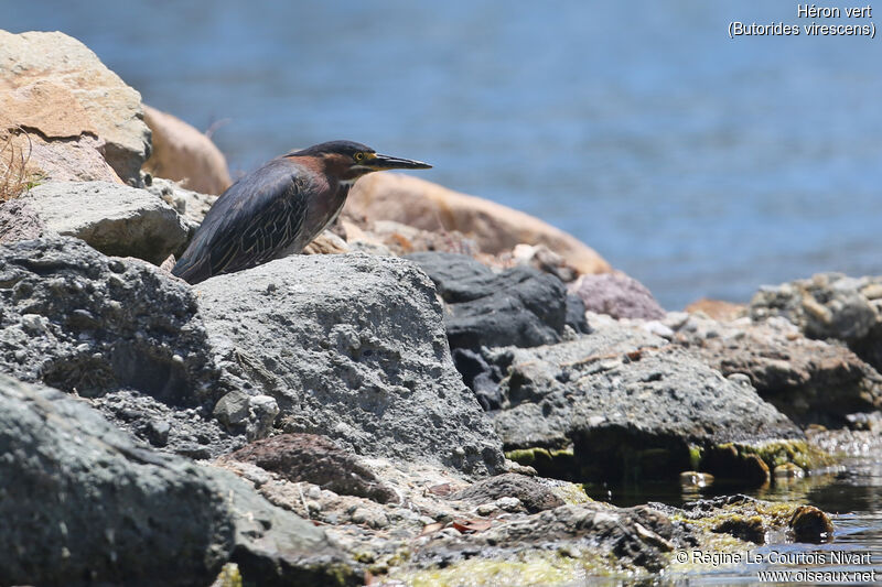 Green Heron