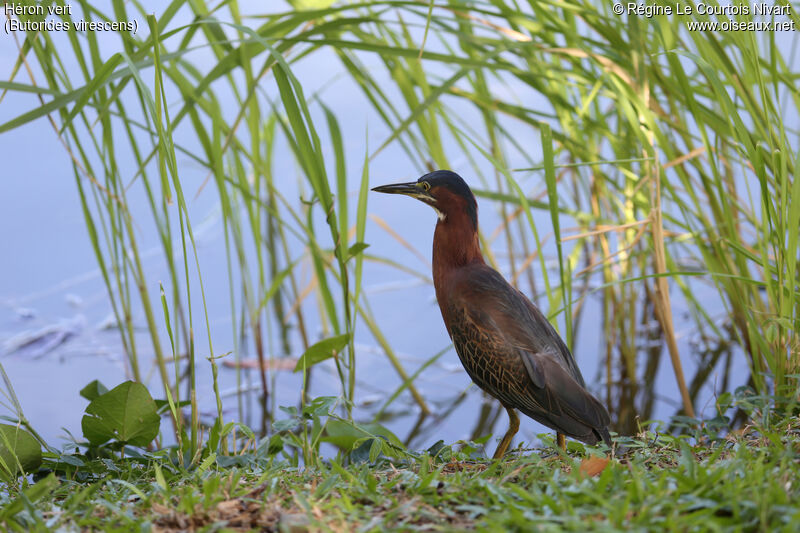 Green Heron