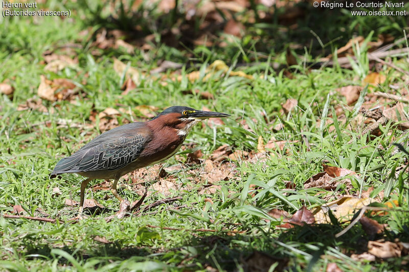 Green Heron