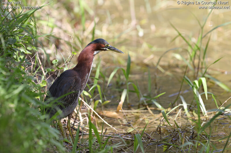 Green Heron