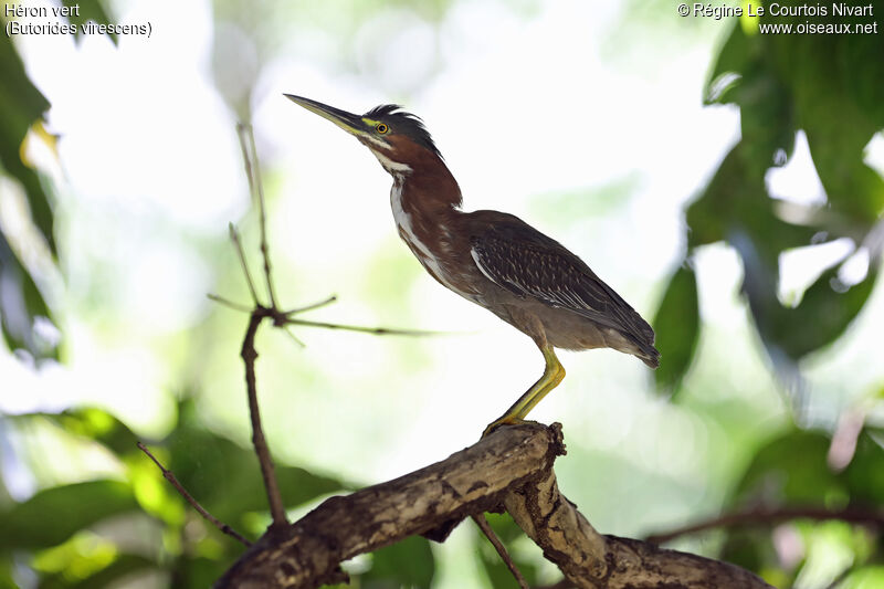 Green Heron