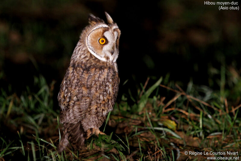 Hibou moyen-duc, identification