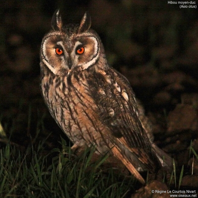 Long-eared Owl