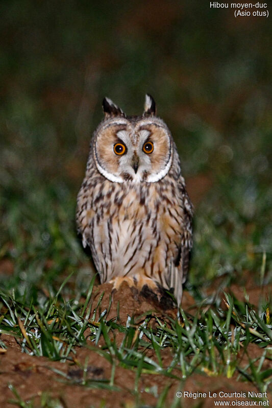 Long-eared Owl