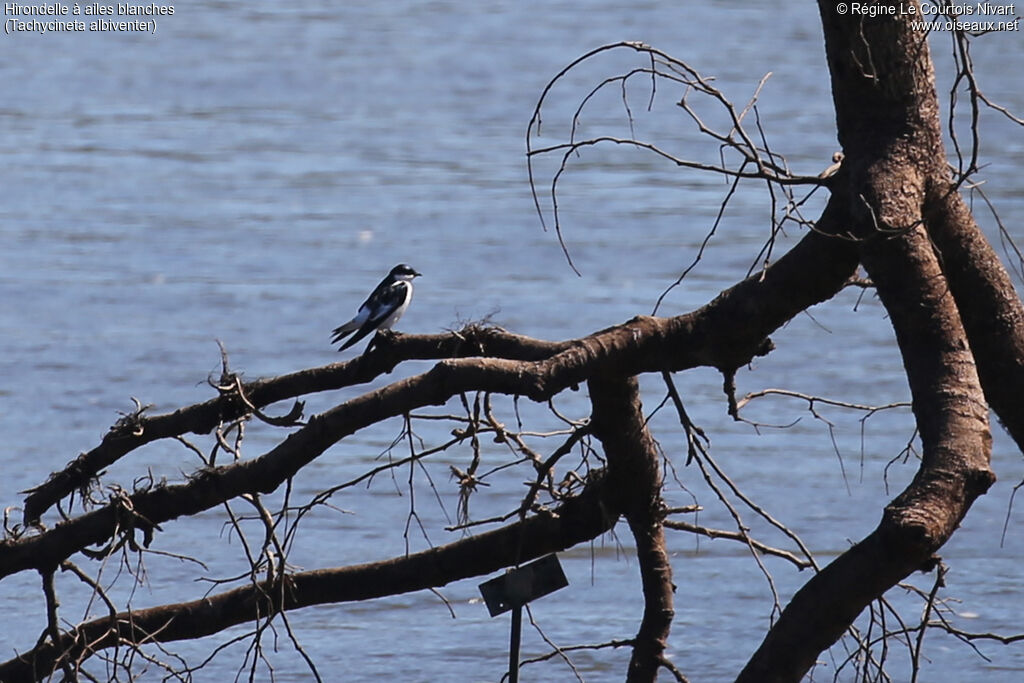 Hirondelle à ailes blanches