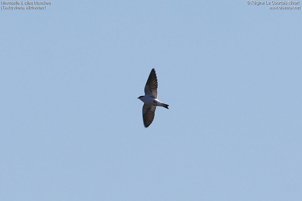 Hirondelle à ailes blanches