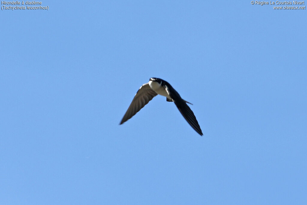 Hirondelle à diadème