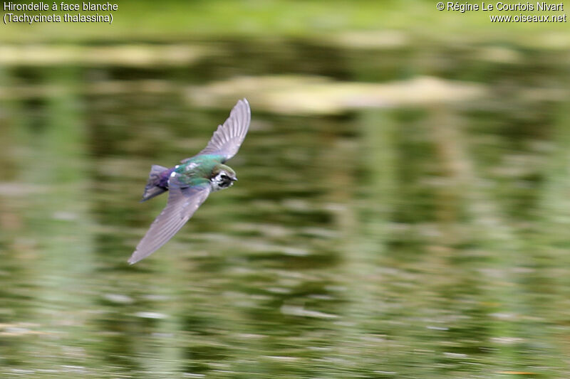 Violet-green Swallow