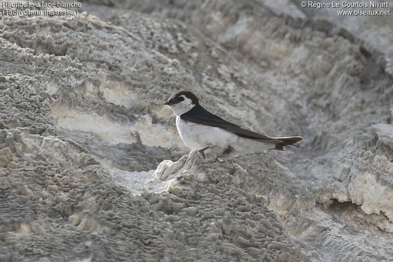 Hirondelle à face blanche