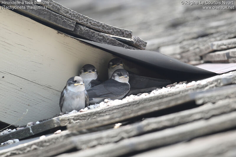 Violet-green Swallowjuvenile, Reproduction-nesting