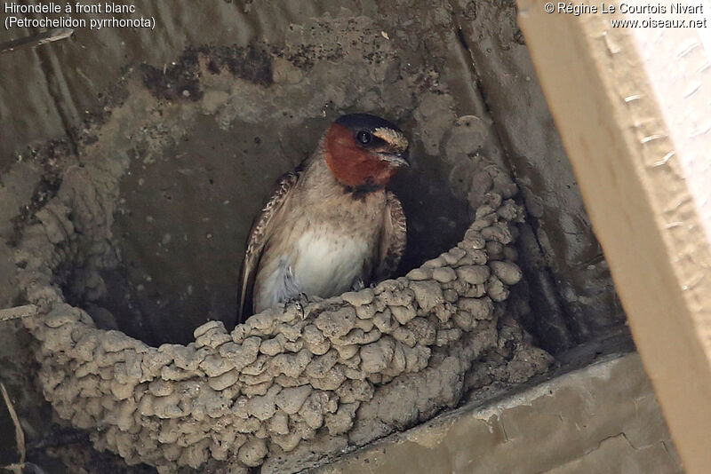 American Cliff Swallow