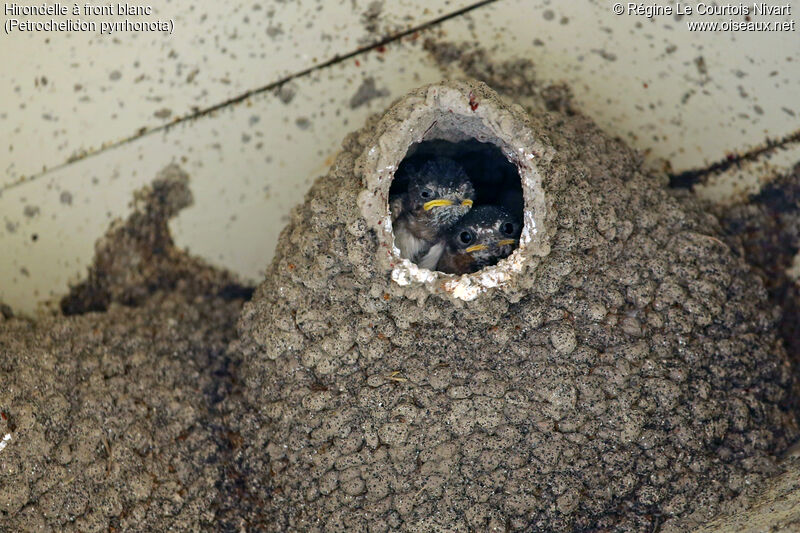 American Cliff Swallow