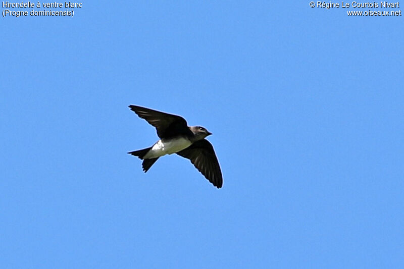 Hirondelle à ventre blanc