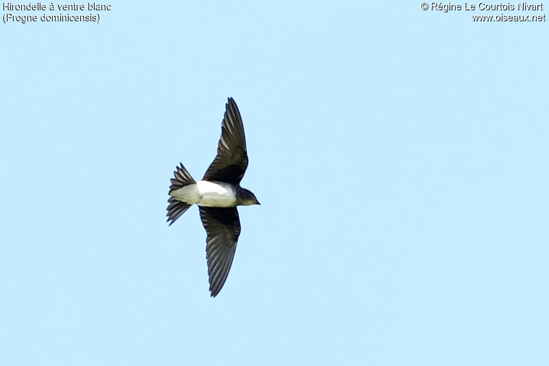 Hirondelle à ventre blanc