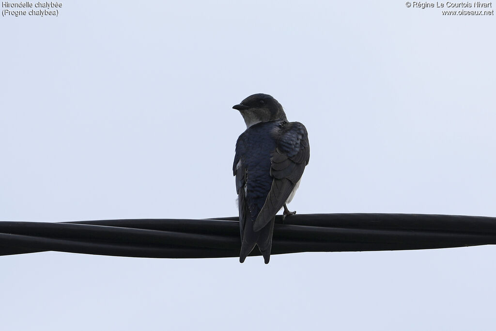 Grey-breasted Martin