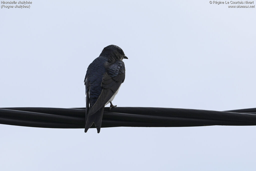 Grey-breasted Martin