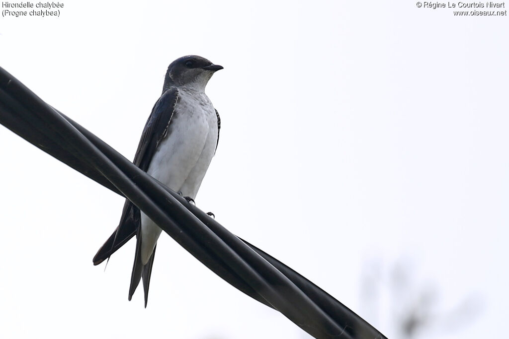 Grey-breasted Martin