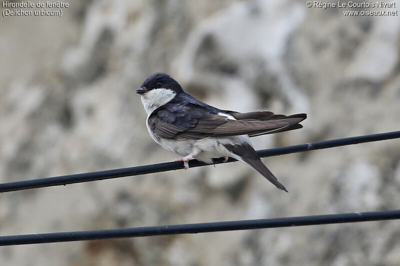 Western House Martin