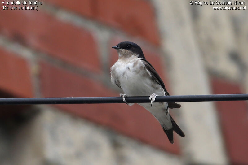 Western House Martin