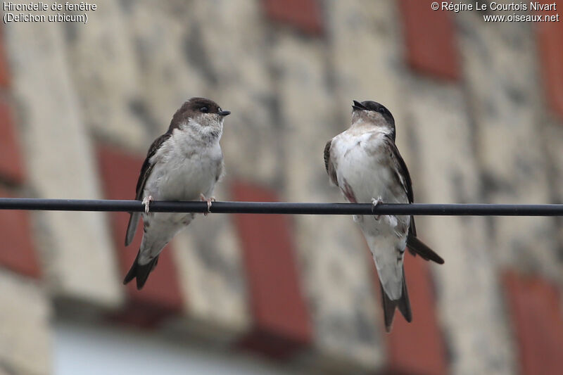 Western House Martin