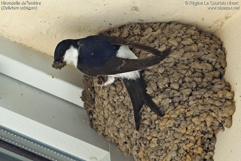 Western House Martin