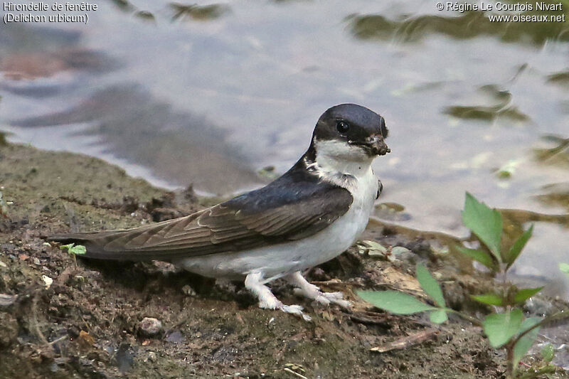 Western House Martin