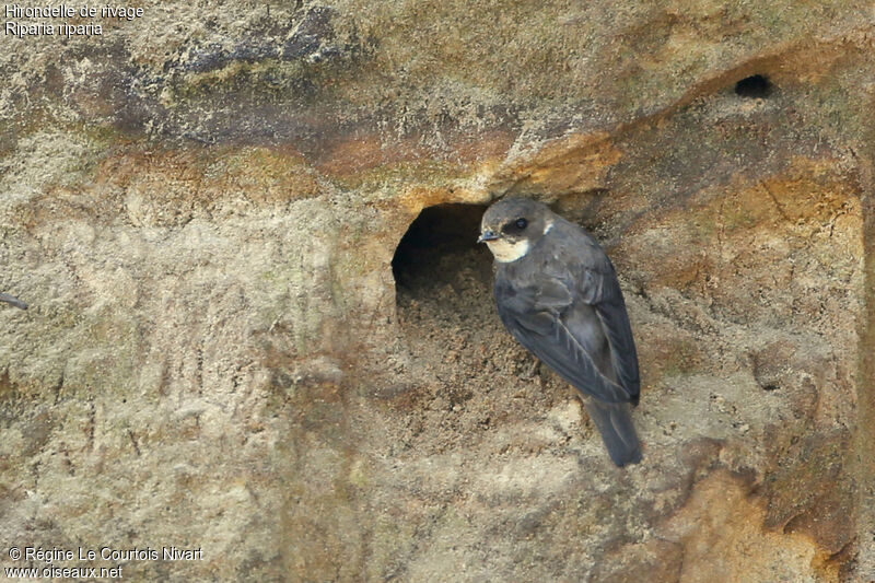 Sand Martin