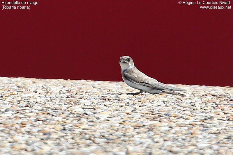 Hirondelle de rivage