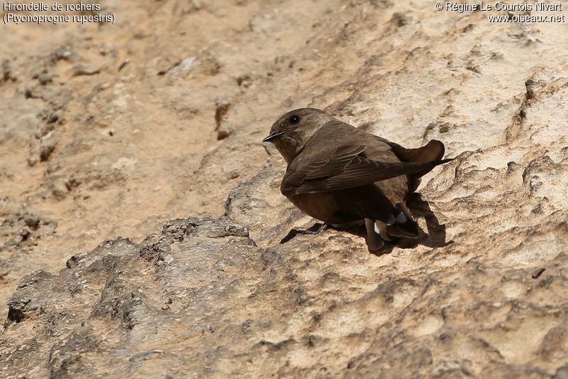 Hirondelle de rochers