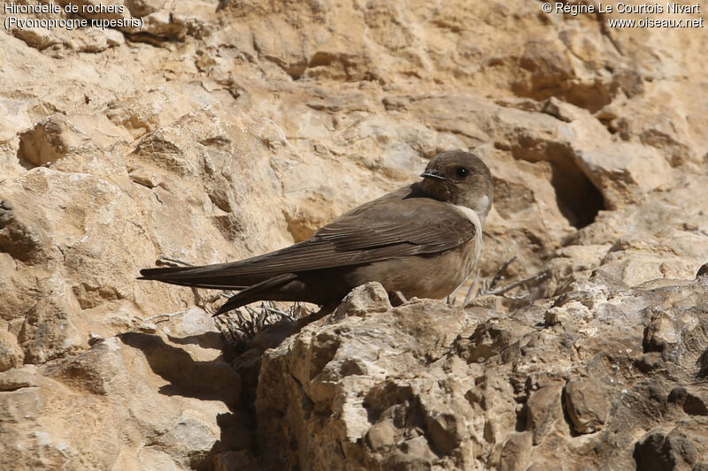 Eurasian Crag Martin