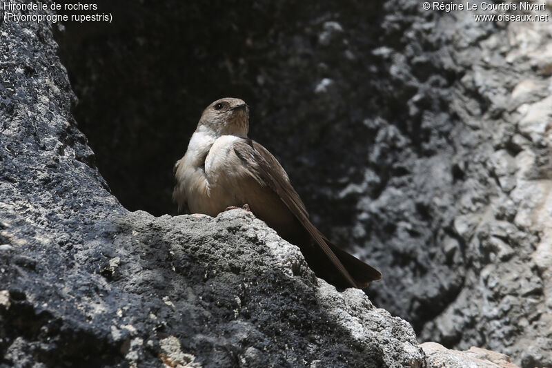 Eurasian Crag Martin