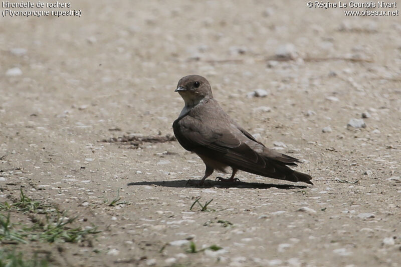 Eurasian Crag Martin