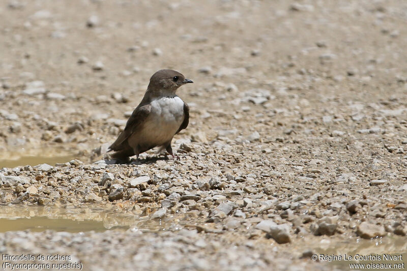 Eurasian Crag Martin