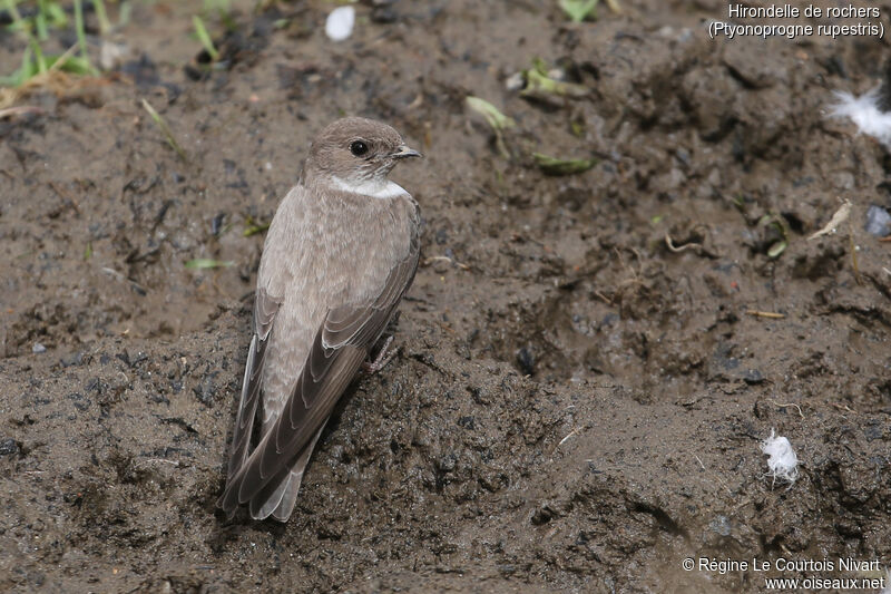 Eurasian Crag Martin