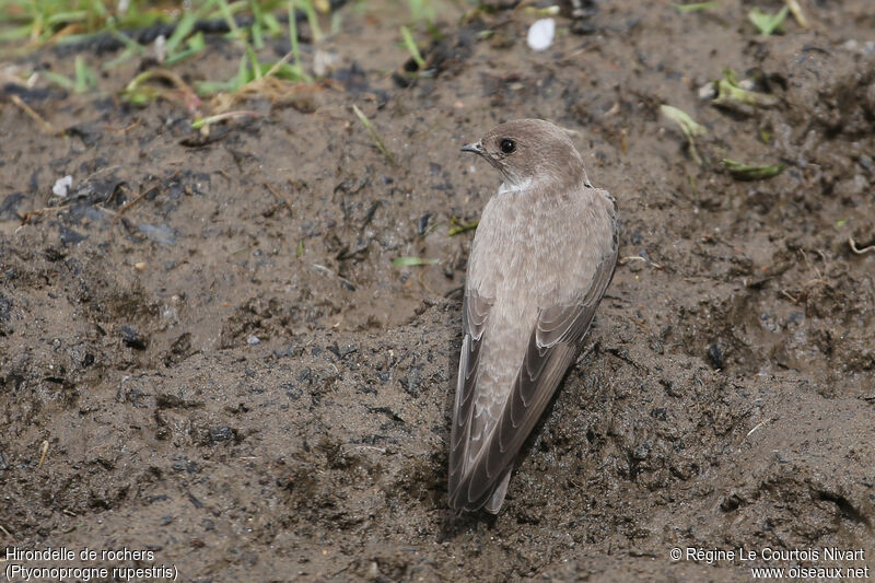 Eurasian Crag Martin