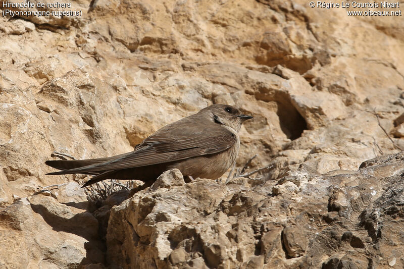 Hirondelle de rochers