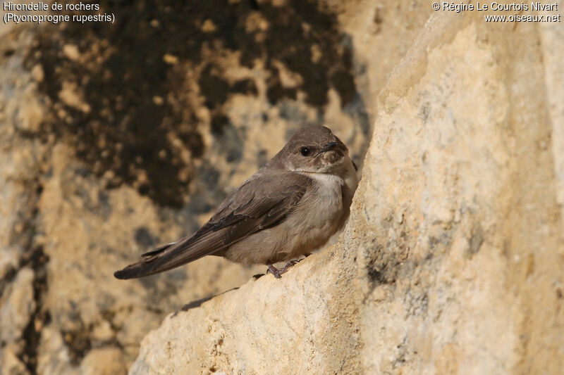 Hirondelle de rochers