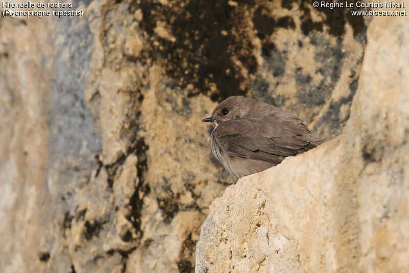 Eurasian Crag Martin