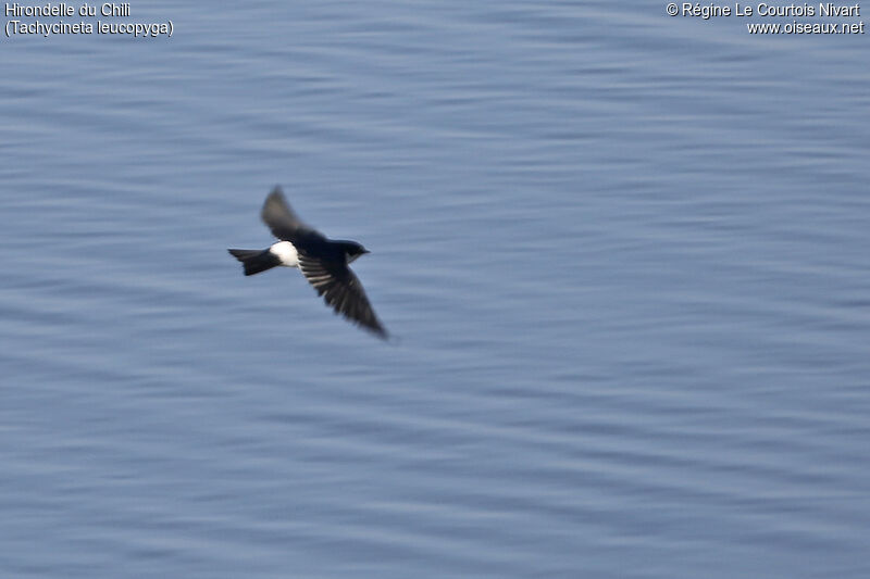 Chilean Swallow