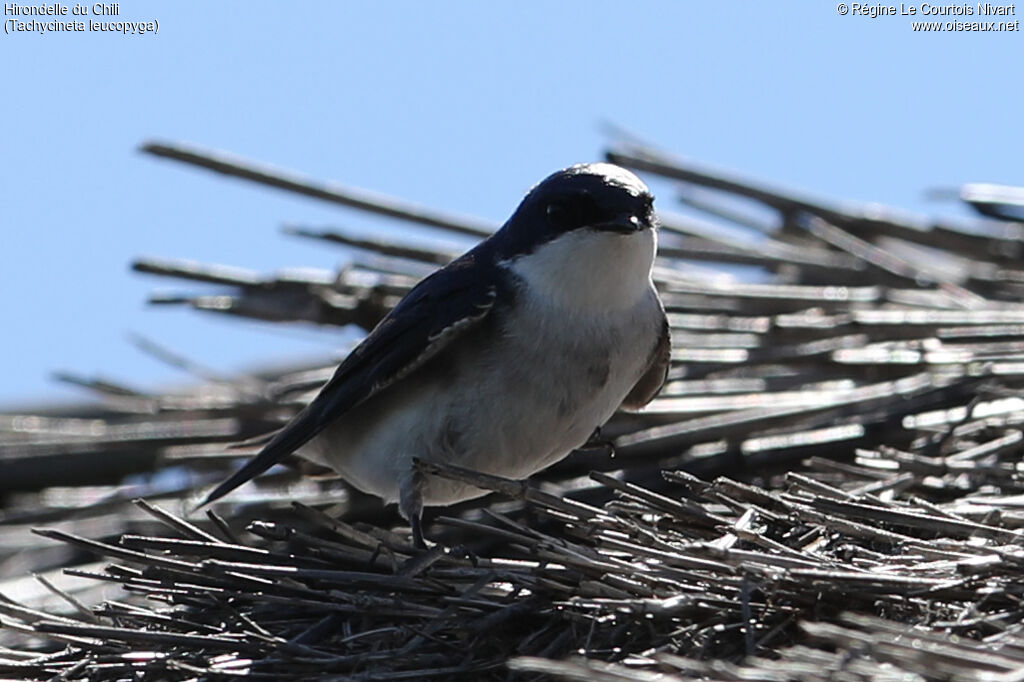 Hirondelle du Chili