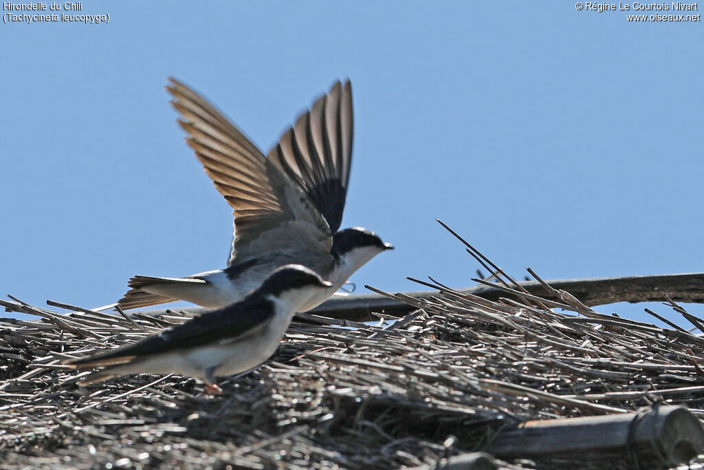 Hirondelle du Chili
