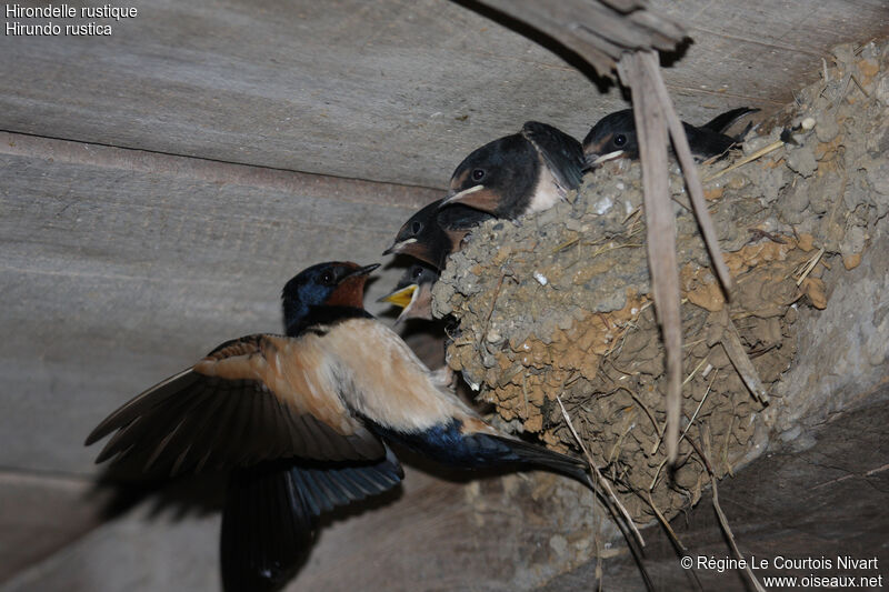 Barn Swallowjuvenile, Reproduction-nesting