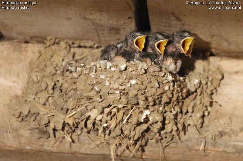 Barn Swallowjuvenile, Reproduction-nesting