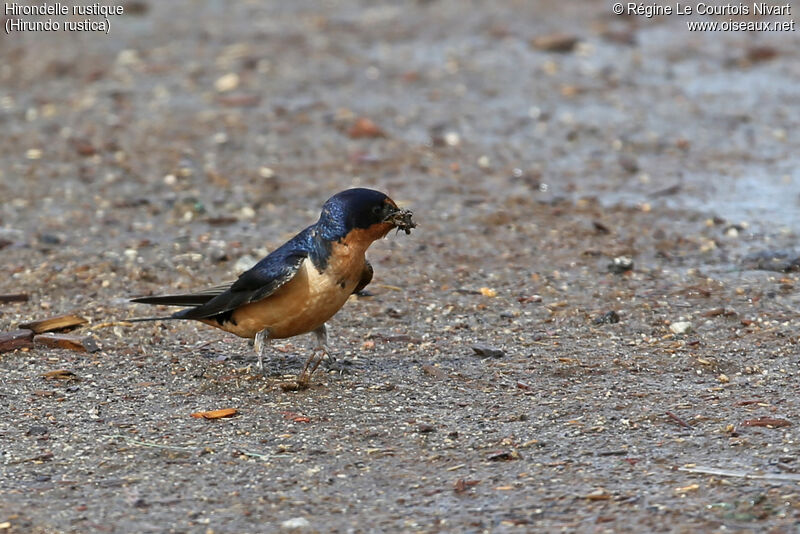 Barn Swallow