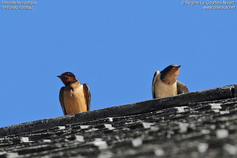 Barn Swallow